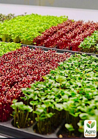 Пророщувач (спраутер) для насіння і мікрозелені ТМ "ProVita" - фото 3