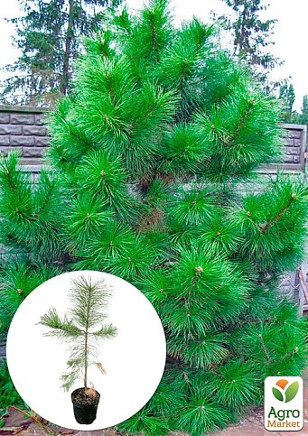 Сосна Орегонська (Рinus ponderosa) С10, висота 100-130см