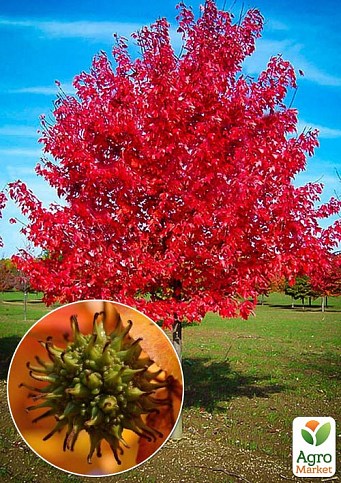 Ликвидамбр смолоносный (Liquidambar styraciflua) контейнер P14
