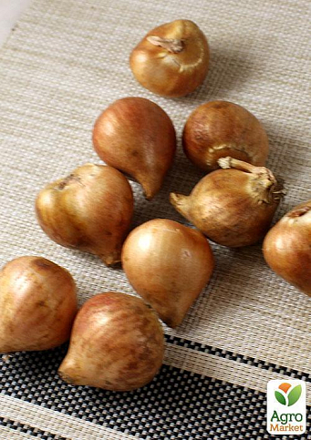 Тюльпан "White Dream" 3шт в упаковці - фото 2