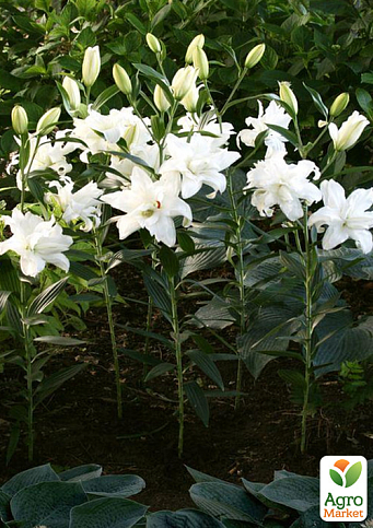 Лилия Махровая "Lotus Beauty"  - фото 2