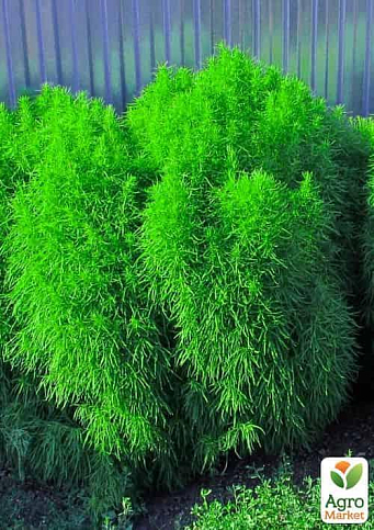 Кохія (Зипер) ТМ "Весна" 1г - фото 3