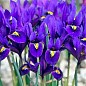 Ірис морозостійкий "Pixie" 5шт в упаковці цена