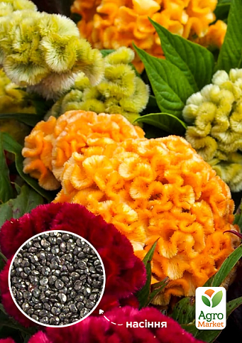 Целозія "Гребінчаста суміш" ТМ "Весна" 100г