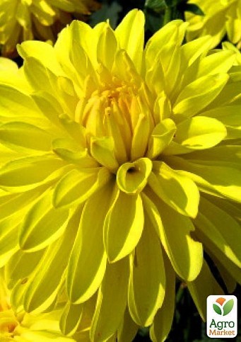 Георгина "Melody Latin" 1шт в упаковке - фото 4