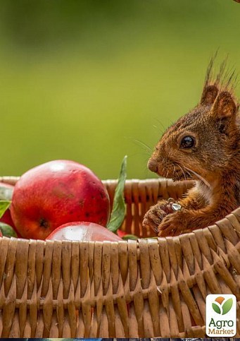 Яблоня "Камео" (зимний сорт, поздний срок созревания) - фото 4