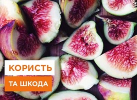 Користь та шкода інжиру - корисні статті про садівництво від Agro-Market