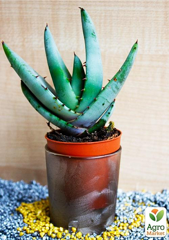Суккулент "Алое" (Aloe marlothii) (Нідерланди)