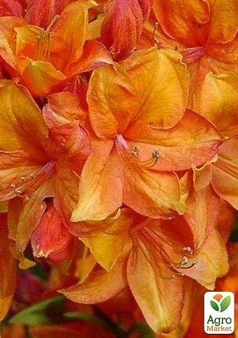 Рододендрон помаранчевий листопадний "Golden Eagle"