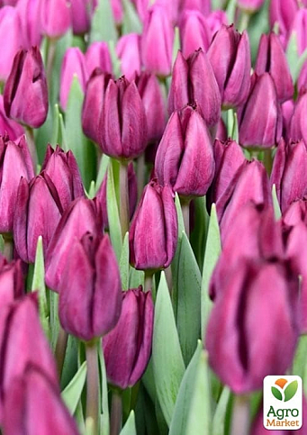 Тюльпан "Purple" укорененный