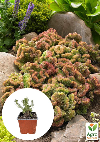 Очиток отогнутый "Cristatum"
