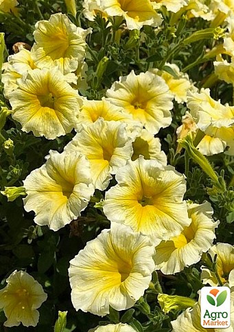 Петунія ампельна "Bonnie Lemon Yellow"