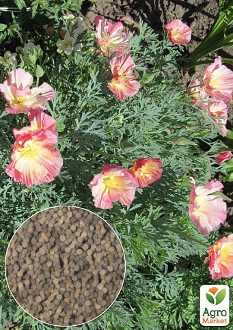 На развес Эшшольция "Яблоневый цвет" ТМ "Весна" цена за 2г