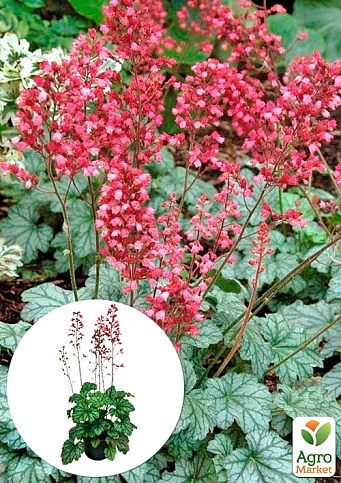 Гейхера (Heuchera) "Paris" С1 (висота 15-30см)