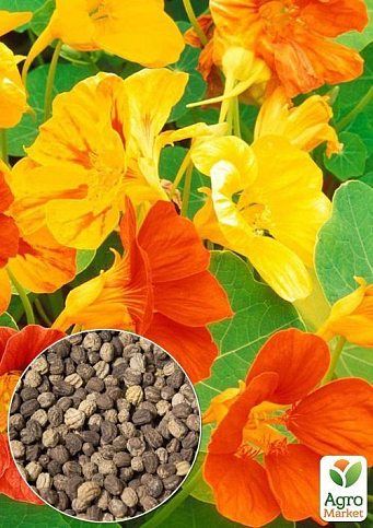 На развес Настурция "Глянец смесь" ТМ "Весна" цена за 3г