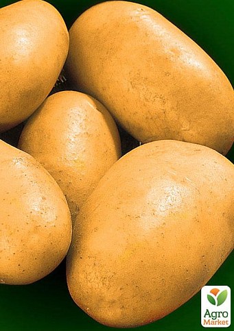 Картофель "Эвора" семенной среднеранний (на жарку, 1 репродукция) 1кг