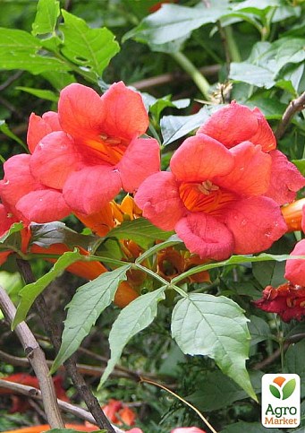 Кампсис кораловий "Текома" (Campsis)