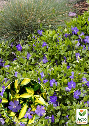 Барвінок ряболистий "Illumination" (ефектний ґрунтопокривний багаторічник)