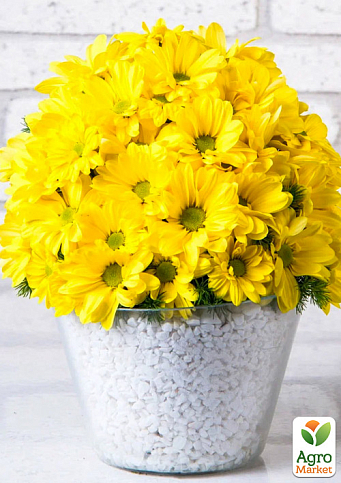 Хризантема Садовая "Yellow Chamomile" (горшок Р12, высота 20-30см)