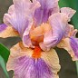 Ірис інтермедіа великоквітковий "Lakota"