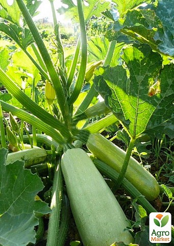 Кабачок «Муфаса F1» ТМ «Lark Seeds» 0 .5кг
