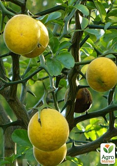 Понцірус Trifoliata (дикий лимон)1