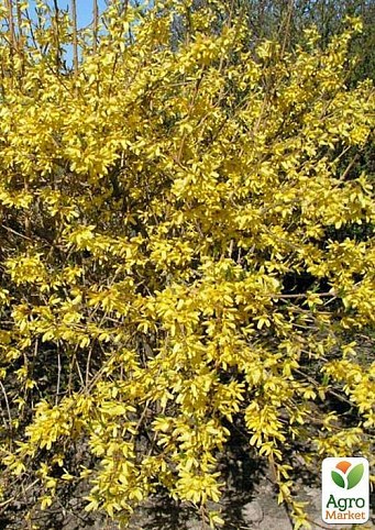 Форзиция гибридная Maluch (контейнер 2л, высота 12-15см)