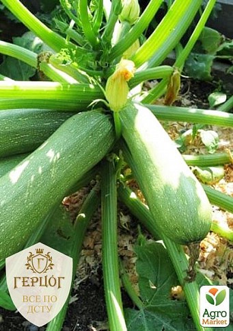 Кабачок "Герцог" "Кущовий" ТМ "Весна" 5г