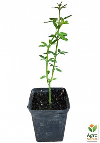 Жасмин жовтий "Humile" (ніжний аромат, висока декоративність) - фото 2