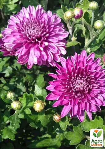 Хризантема мультифлора куляста "Diva Violet"
