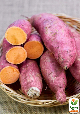 Батат "Mohan" (сладкий картофель) маточный клубень