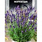 Лаванда багаторічна "Нормандія" ТМ "SeedEra" 0,1 NEW