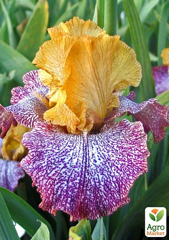 Ірис бородатий великоквітковий "Temporal Anomaly" - фото 2