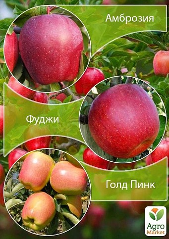 Дерево-сад Яблоня "Амброзия+Фуджи+Голд Пинк" 
