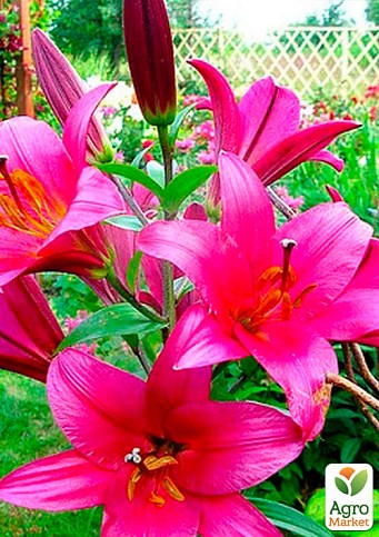 Лилия Гигант "Purple Prince"  - фото 2