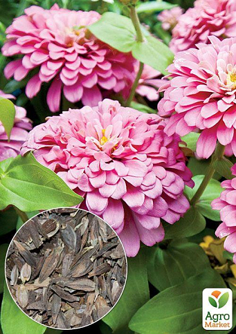 На развес Циния "Эльдорадо" ТМ "Весна" цена за 4г