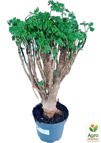 Бонсай "Polyscias" - фото 2