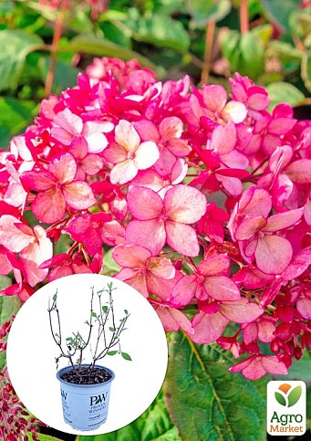LMTD Гортензія деревоподібна 4-річна "Ruby Annabelle" (40-50см)