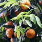 Апельсин "Гамлін"