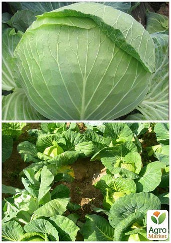 На развес Капуста "Лангейдейкер" ТМ "Весна" цена за 6г - фото 3