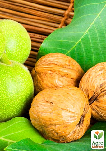 Грецкий орех привитой "Chandler" (селекция США среднеспелый срок созревания) - фото 2