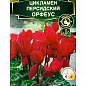 Цикламен персидский "Орфеус" ТМ "Аэлита" 3шт