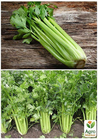 На развес Сельдерей черешковый "Паскаль" ТМ "Весна" цена за 2г - фото 4