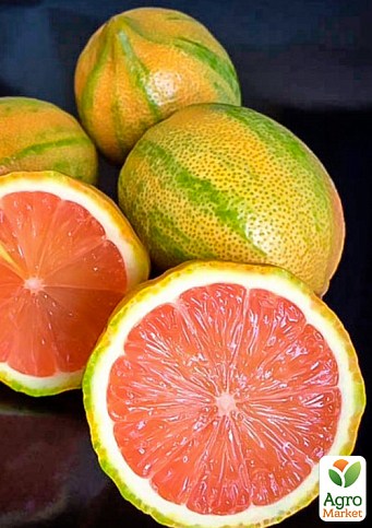 Лайм варієгатний "Tahiti Variegata" (дуже соковитий, ароматний плід) - фото 4