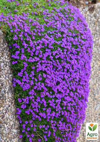 Обрієта "Purple Cascade" (контейнер Р9)