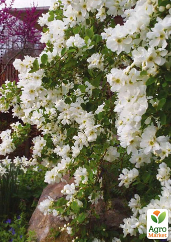 Екзохорда "Magical Springtime" (горщик Р9)