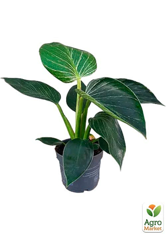 LMTD Филодендрон "White Wave" высота 30-40см - фото 2