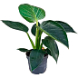LMTD Филодендрон "White Wave" высота 30-40см купить