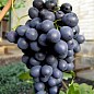 Виноград "Осенний черный"