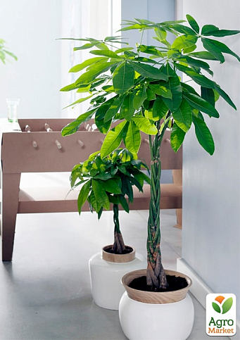 LMTD Пахіра "Aquatica" переплетена (40-50см) - фото 4